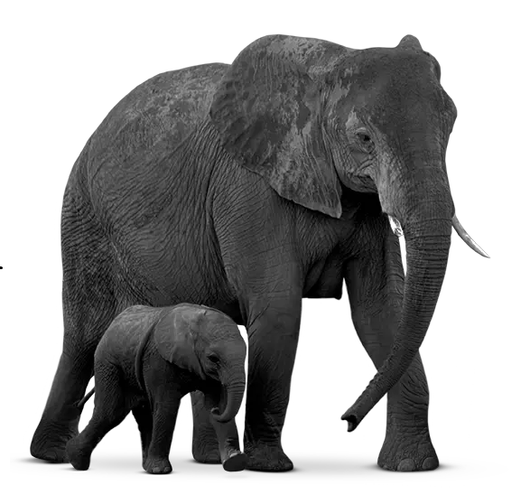 Elephant and Calf